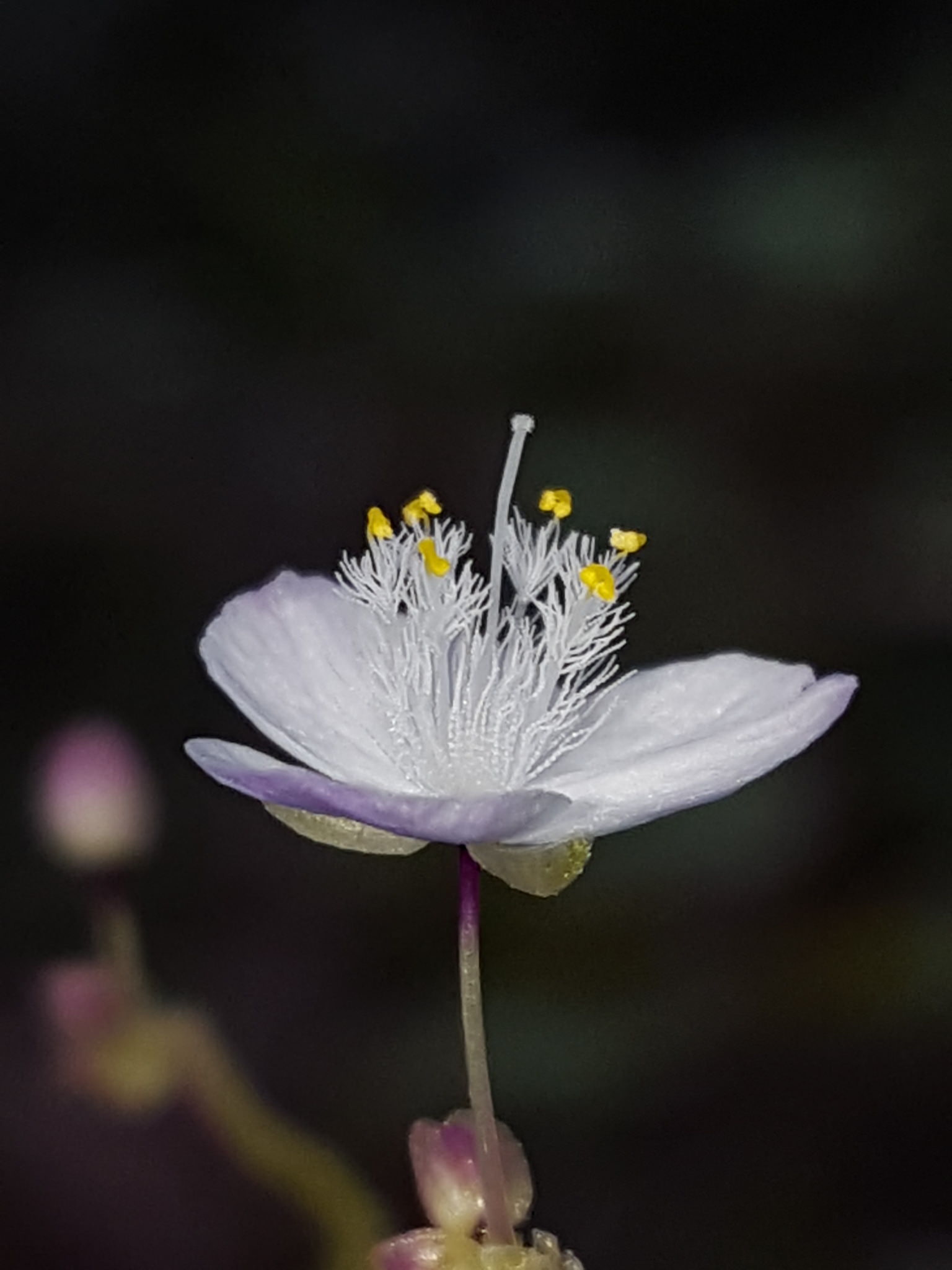 Gibasis pellucida